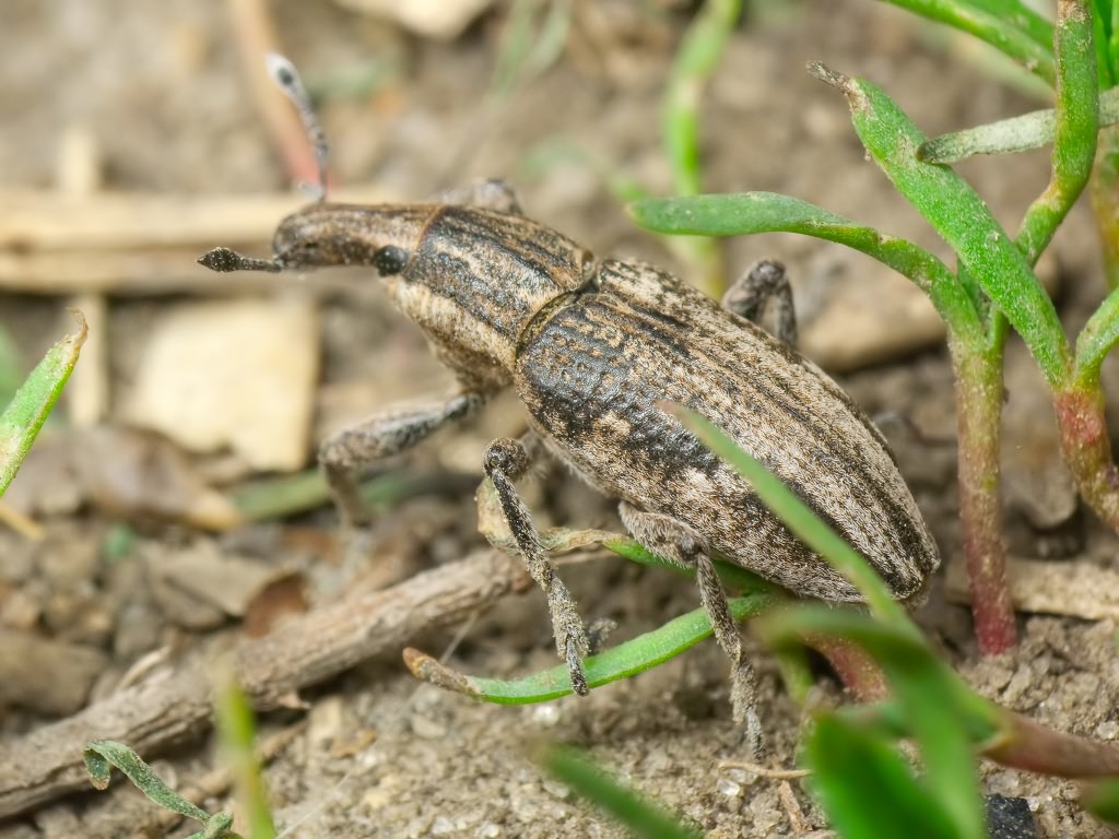 Mecaspis alternans (Herbst, 1795)